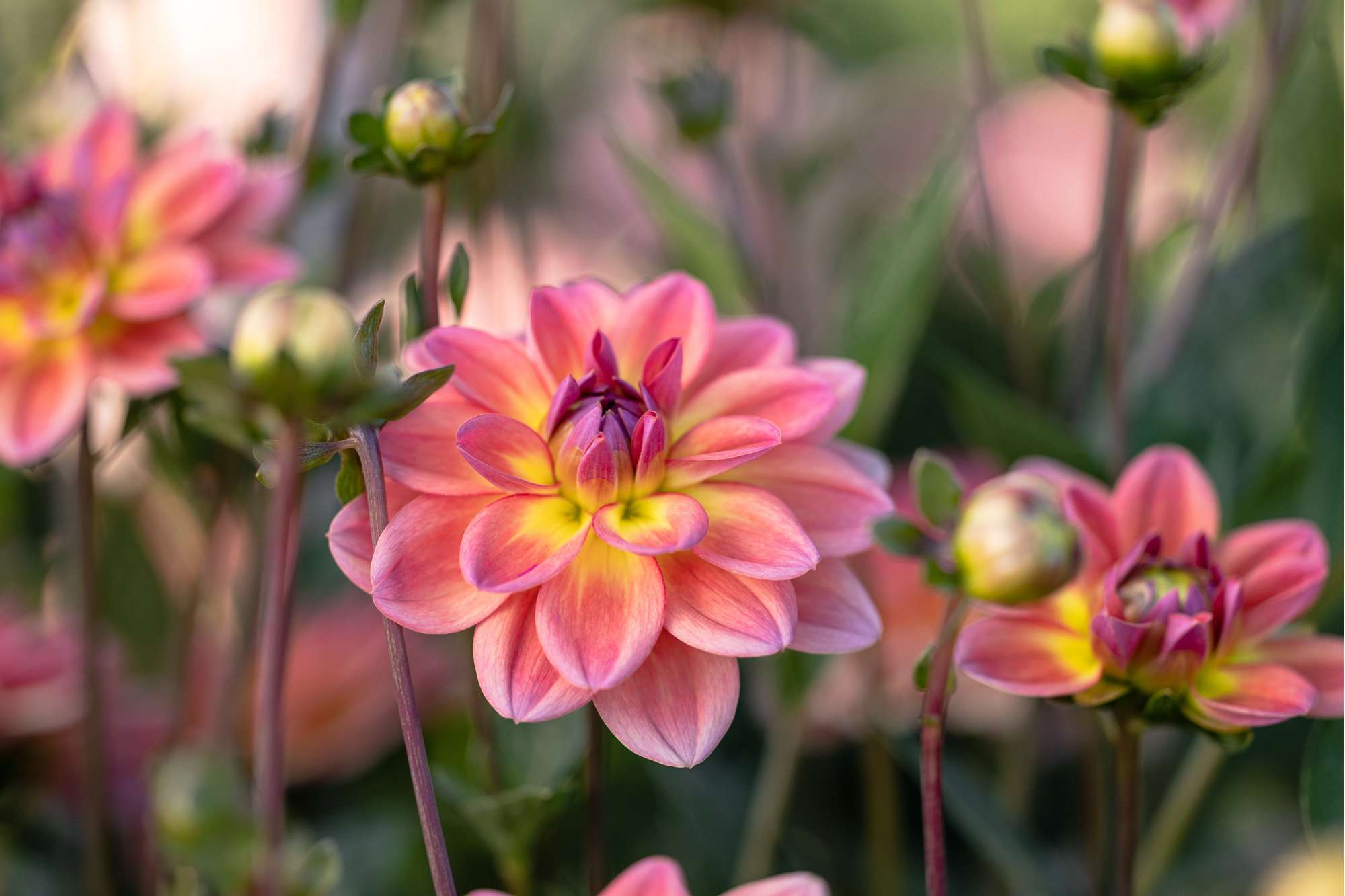 Dahlia 'Pacific View'